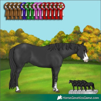 Horse Color:Black Sabino