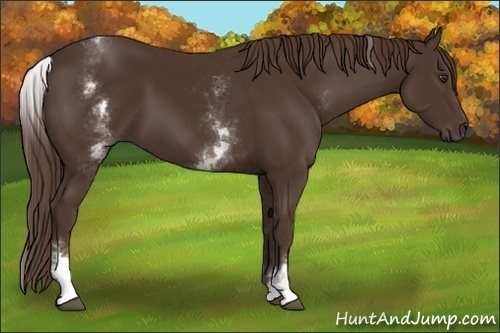 Horse Color:White Spotted Liver Chestnut Sabino 