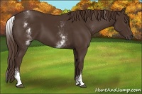Horse Color:White Spotted Liver Chestnut Sabino 