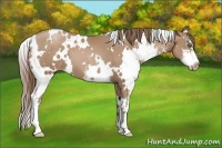 Horse Color:White Spotted Black Pearl Sabino