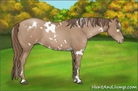 Horse Color:White Spotted Black Pearl Sabino 