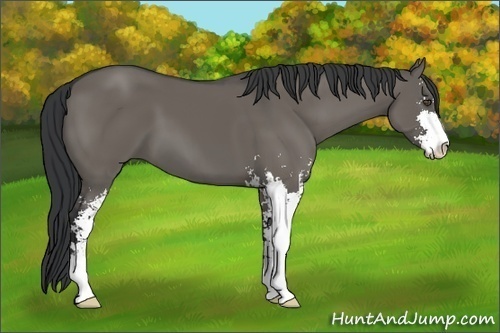 Horse Color:Grullo Sabino