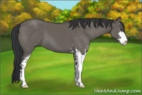 Horse Color:Grullo Sabino