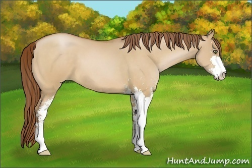 Horse Color:Bay Pearl Dun Sabino 