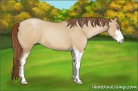 Horse Color:Bay Pearl Dun Sabino 