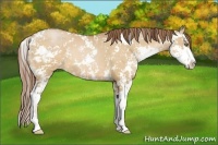 Horse Color:Bay Pearl Dun Sabino