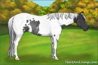 Horse Color:White Spotted Black Tobiano Rabicano