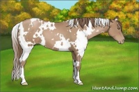 Horse Color:White Spotted Black Pearl