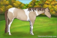 Horse Color:Grullo Pearl Tobiano Rabicano
