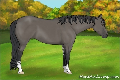 Horse Color:Grullo Sabino 