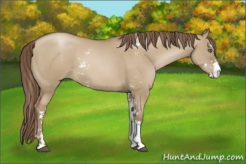 Horse Color:Grullo Pearl Sabino