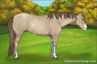 Horse Color:Grullo Pearl Sabino