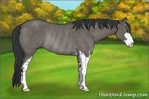 Horse Color:Grullo Sabino Rabicano