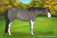 Horse Color:Grullo Sabino Rabicano 