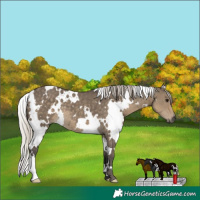 Horse Color:White Spotted Silver Smoky Grullo