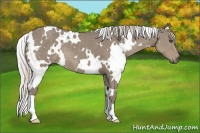 Horse Color:White Spotted Silver Smoky Grullo