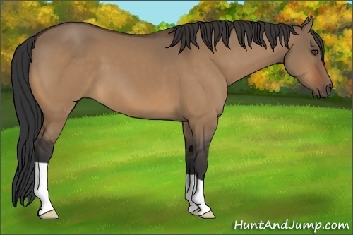 Horse Color:Bay Dun 