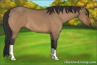 Horse Color:Bay Dun