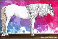 Horse Color:Chestnut Sabino Snowcap Rabicano