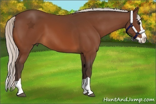 Horse Color:Silver Bay Splash