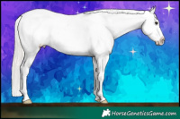 Horse Color:White Spotted Silver Bay Splash Appaloosa 