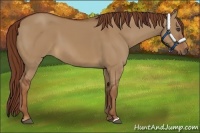 Horse Color:Red Dun 