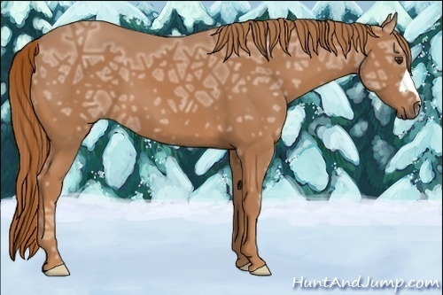 Horse Color:Chestnut Ice 