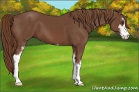 Horse Color:Chestnut Sabino 