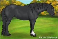 Horse Color:Black Frame 