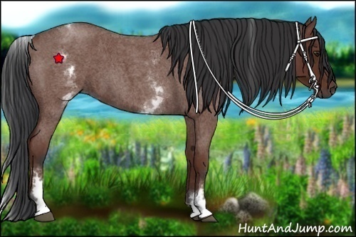 Horse Color:White Spotted Bay Roan
