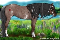Horse Color:White Spotted Bay Roan