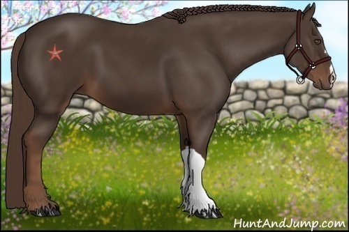Horse Color:Liver Chestnut 