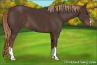 Horse Color:Liver Chestnut 