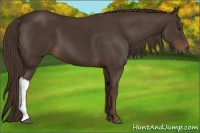 Horse Color:Liver Chestnut 