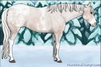 Horse Color:White Spotted Silver Bay Tobiano Appaloosa