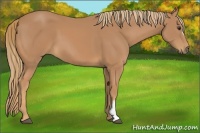 Horse Color:Chestnut Frame 