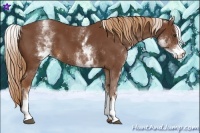 Horse Color:White Spotted Chestnut Sabino