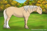 Horse Color:Unknown 