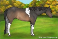 Horse Color:Buckskin Tobiano Rabicano