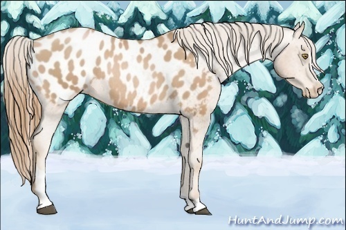 Horse Color:Chestnut Pearl Sabino Blanket Rabicano 