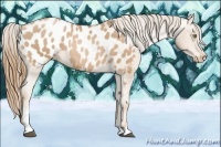 Horse Color:Chestnut Pearl Sabino Appaloosa Rabicano 