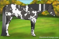 Horse Color:White Spotted Black