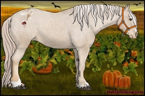 Horse Color:Palomino Sabino Appaloosa