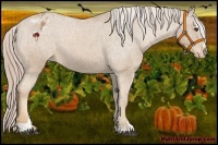 Horse Color:Palomino Sabino Varnish