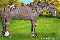 Horse Color:Liver Chestnut Sabino Frame Appaloosa 
