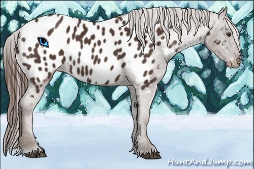 Horse Color:Liver Chestnut Sabino Near Leopard 