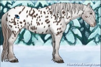 Horse Color:Liver Chestnut Sabino Near Leopard 