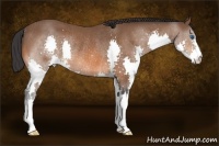 Horse Color:Bay Splash Rabicano 