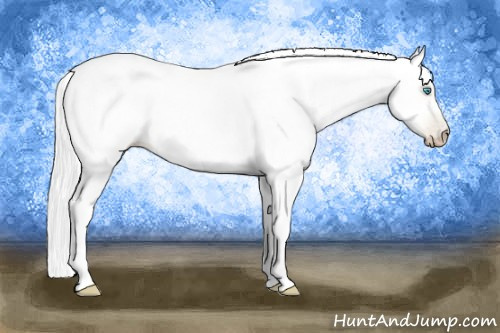 Horse Color:Gray Buckskin Pearl 