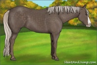 Horse Color:Silver Black Splash